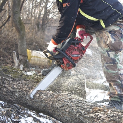 TREE REMOVAL